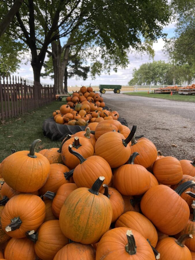 10 Midwest Pumpkin Patches You Need To Visit This Fall - Mainstream ...