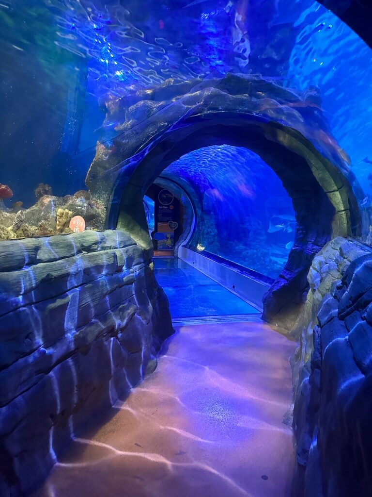 Enjoy A Day Indoors At This Beautiful Aquarium Near Phoenix ...