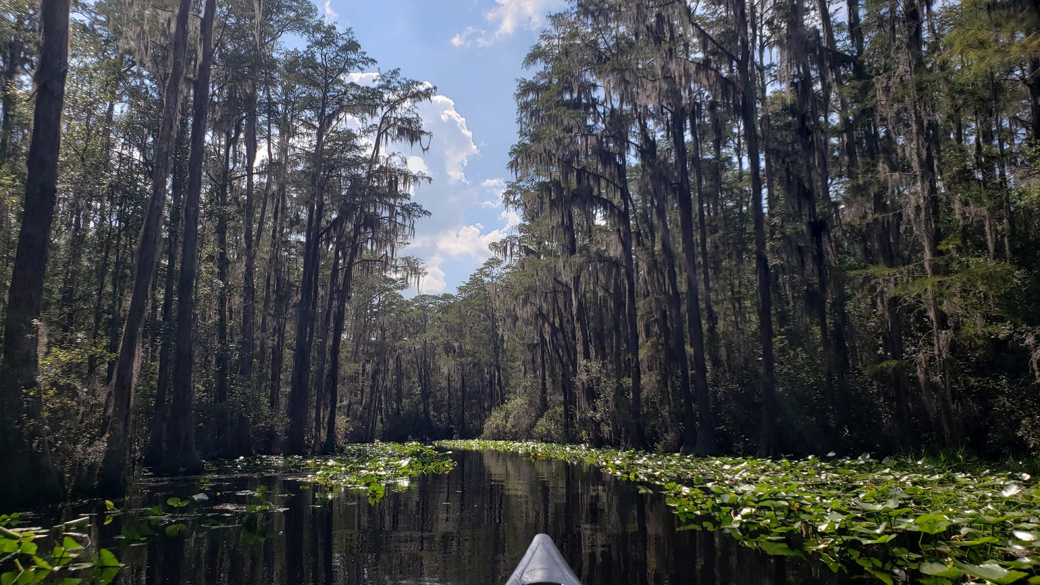 okefenokee swamp field trip