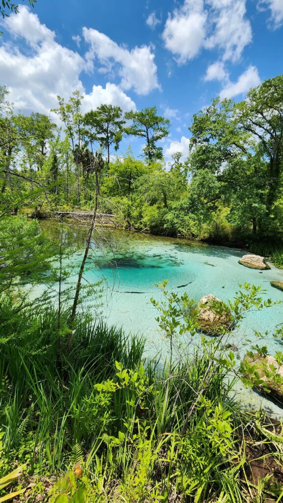 The Newly Updated Williford Spring In Florida Is A Must See Destination ...